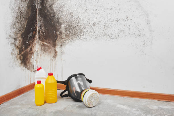 Best Professional Mold Removal  in Hastings, MI