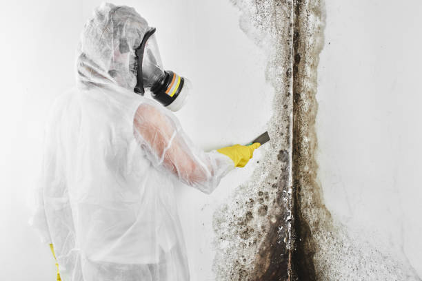 Best Mold Removal Company Near Me  in Hastings, MI