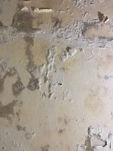 Trusted Hastings, MI Mold Removal Experts