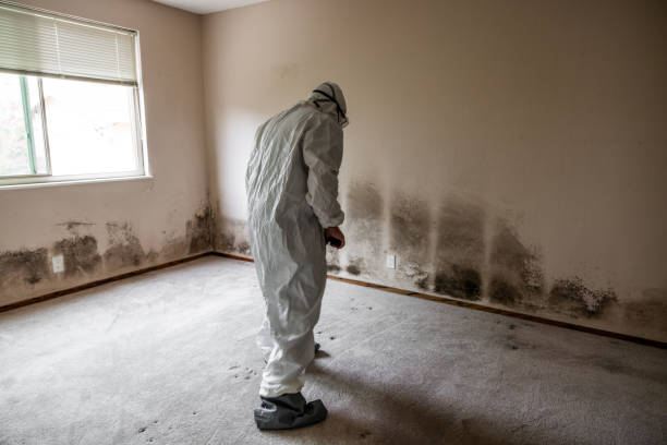 Office Mold Removal Services in Hastings, MI