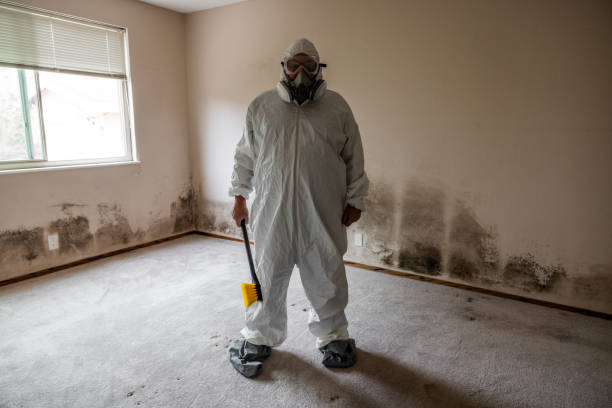 Best Toxic Mold Removal  in Hastings, MI
