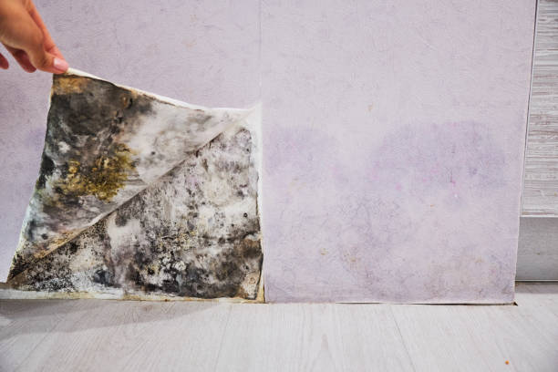 Best Emergency Mold Removal  in Hastings, MI